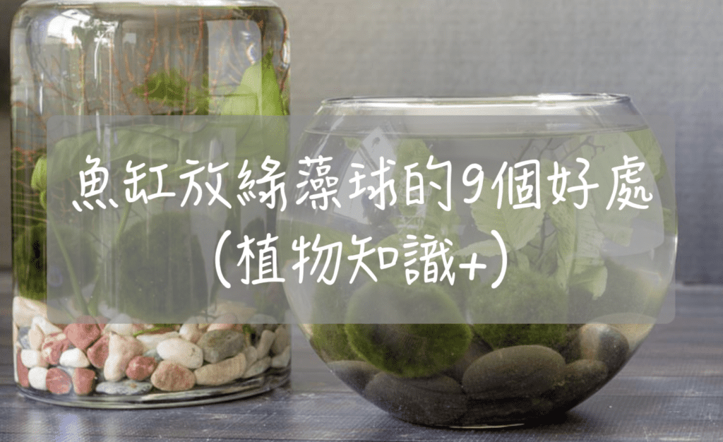 魚缸放綠藻球的9個好處（植物知識+）
