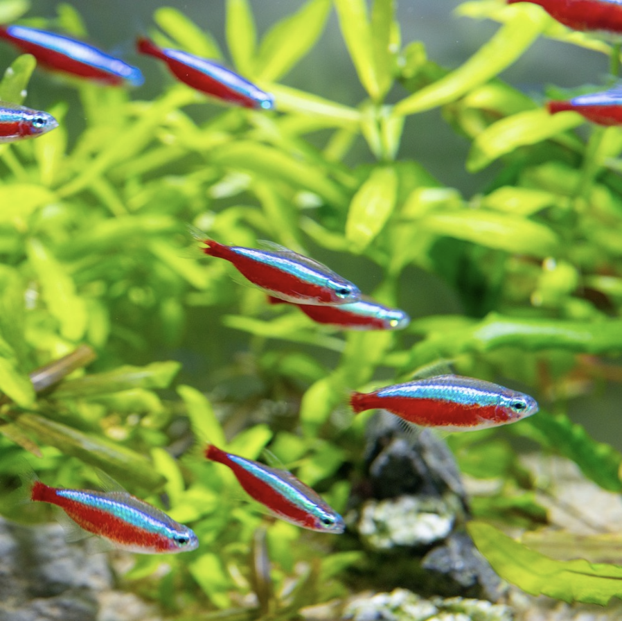 紅蓮燈魚養護指南：10個技巧讓你打造完美的霓虹水族箱