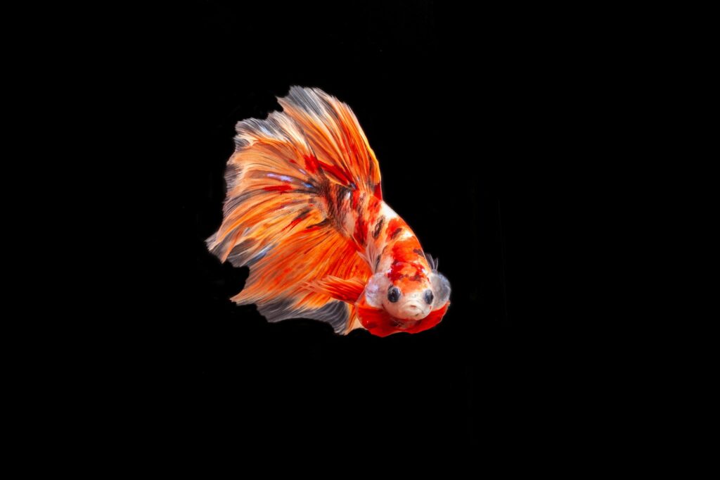 Red Orange Betta Fish