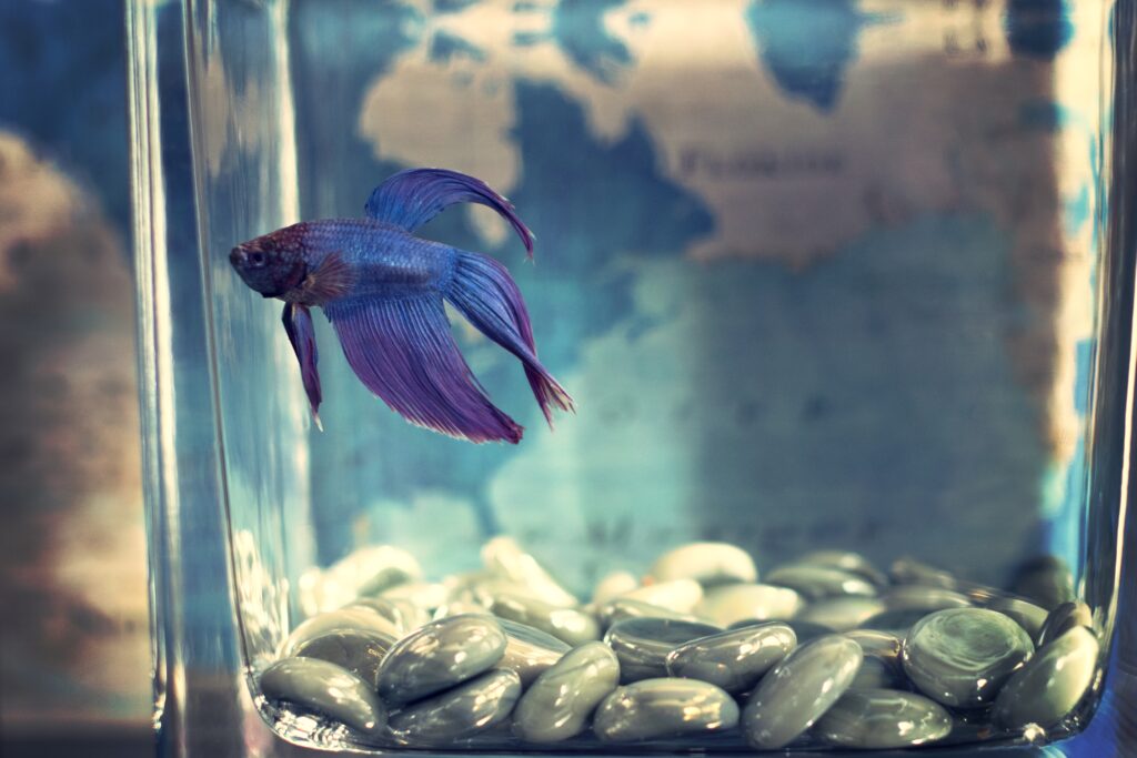 Selective focus shot of a blue betta fish in a fish tank with the world map in the background